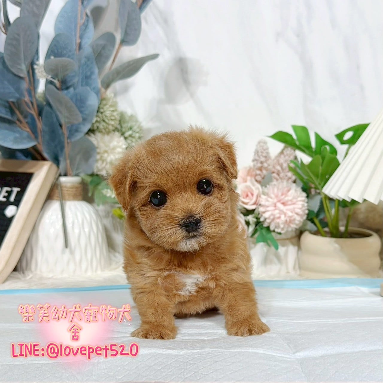 馬爾泰迪-樂芙幼犬寵物犬舍
