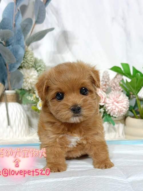 馬爾泰迪-樂芙幼犬寵物犬舍 馬爾泰迪-樂芙幼犬寵物犬舍