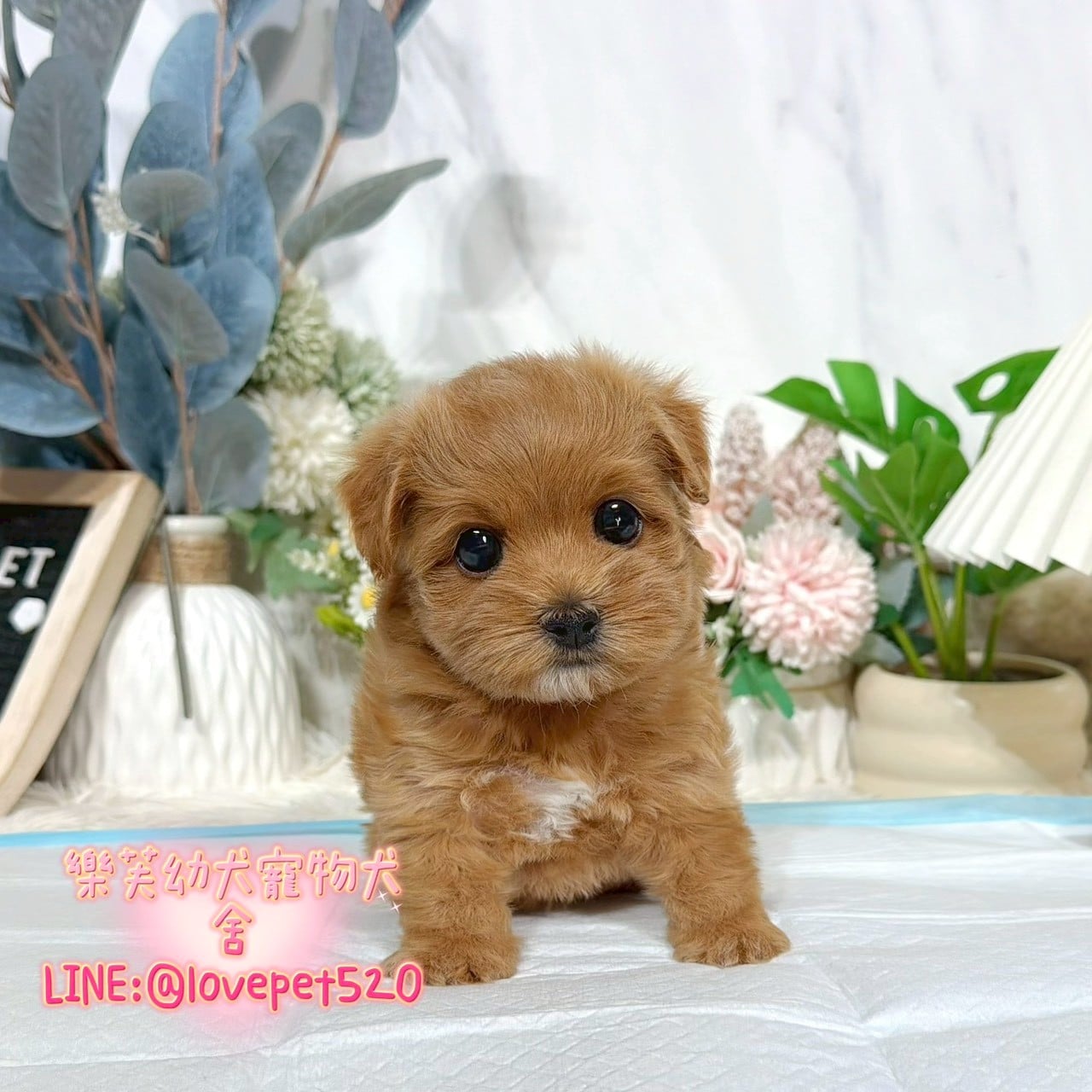 馬爾泰迪-樂芙幼犬寵物犬舍