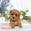 馬爾泰迪-樂芙幼犬寵物犬舍