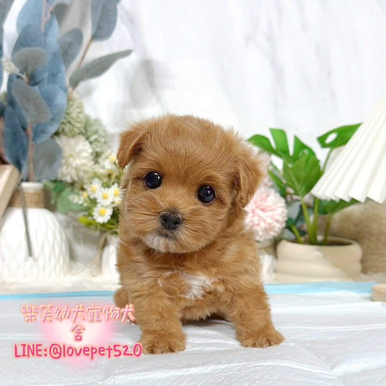 馬爾泰迪-樂芙幼犬寵物犬舍