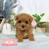 馬爾泰迪-樂芙幼犬寵物犬舍