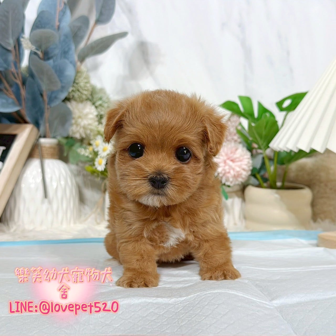 馬爾泰迪-樂芙幼犬寵物犬舍