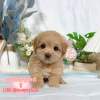 馬爾泰迪-樂芙幼犬寵物犬舍
