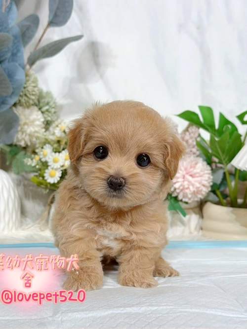 馬爾泰迪-樂芙幼犬寵物犬舍 馬爾泰迪-樂芙幼犬寵物犬舍