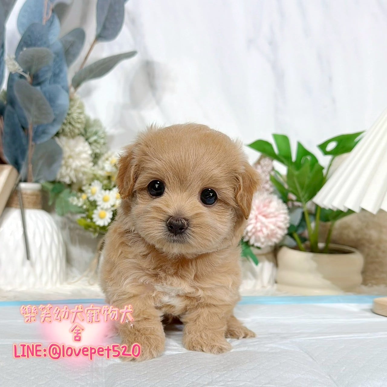 馬爾泰迪-樂芙幼犬寵物犬舍