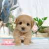 馬爾泰迪-樂芙幼犬寵物犬舍