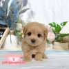 馬爾泰迪-樂芙幼犬寵物犬舍