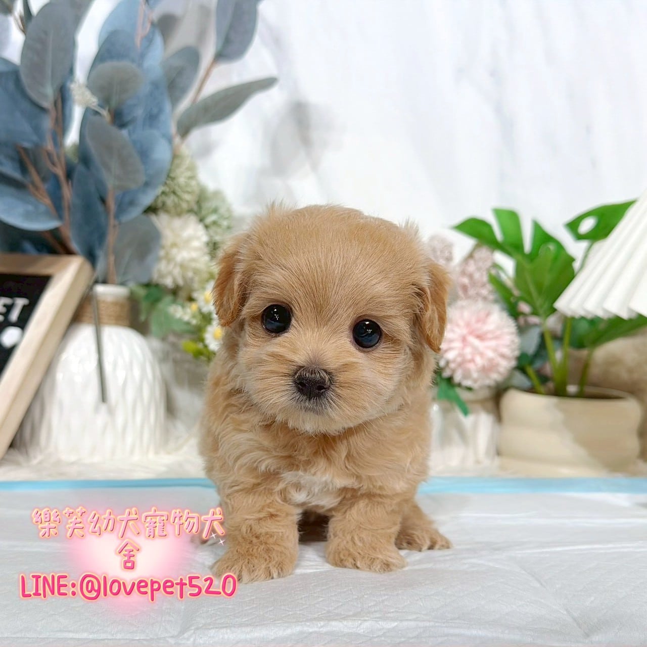 馬爾泰迪-樂芙幼犬寵物犬舍
