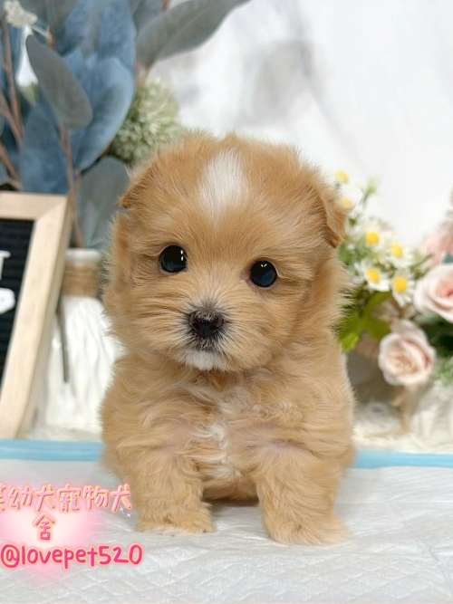 馬爾泰迪-樂芙幼犬寵物犬舍 馬爾泰迪-樂芙幼犬寵物犬舍