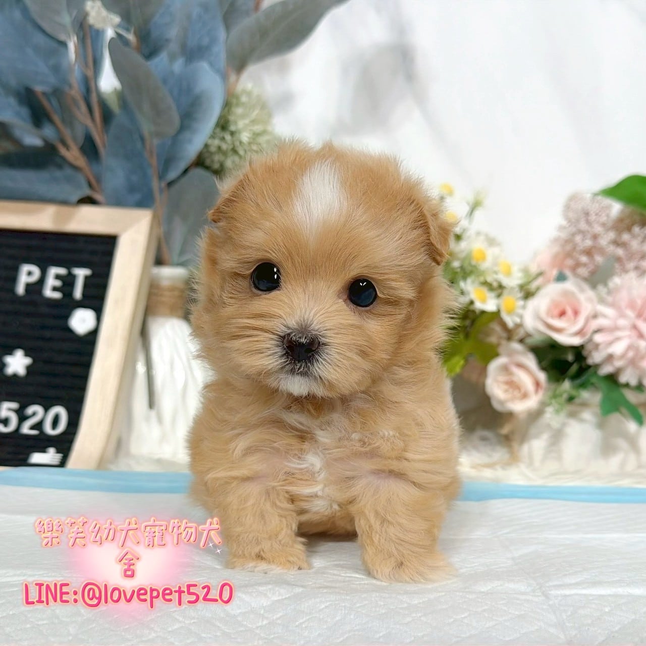 馬爾泰迪-樂芙幼犬寵物犬舍