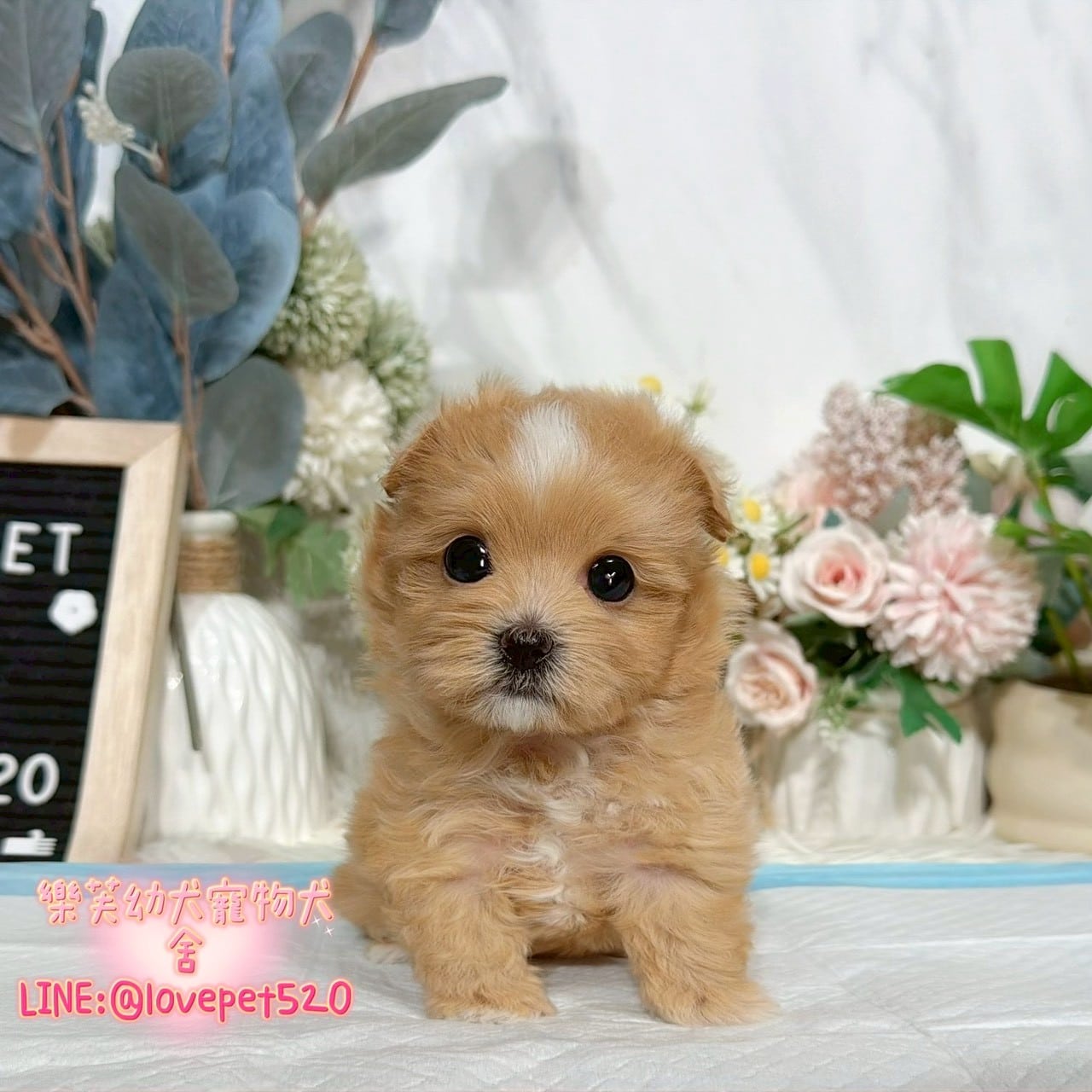 馬爾泰迪-樂芙幼犬寵物犬舍