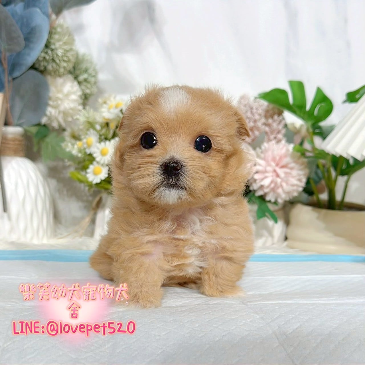 馬爾泰迪-樂芙幼犬寵物犬舍