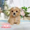 馬爾泰迪-樂芙幼犬寵物犬舍
