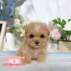 馬爾泰迪-樂芙幼犬寵物犬舍