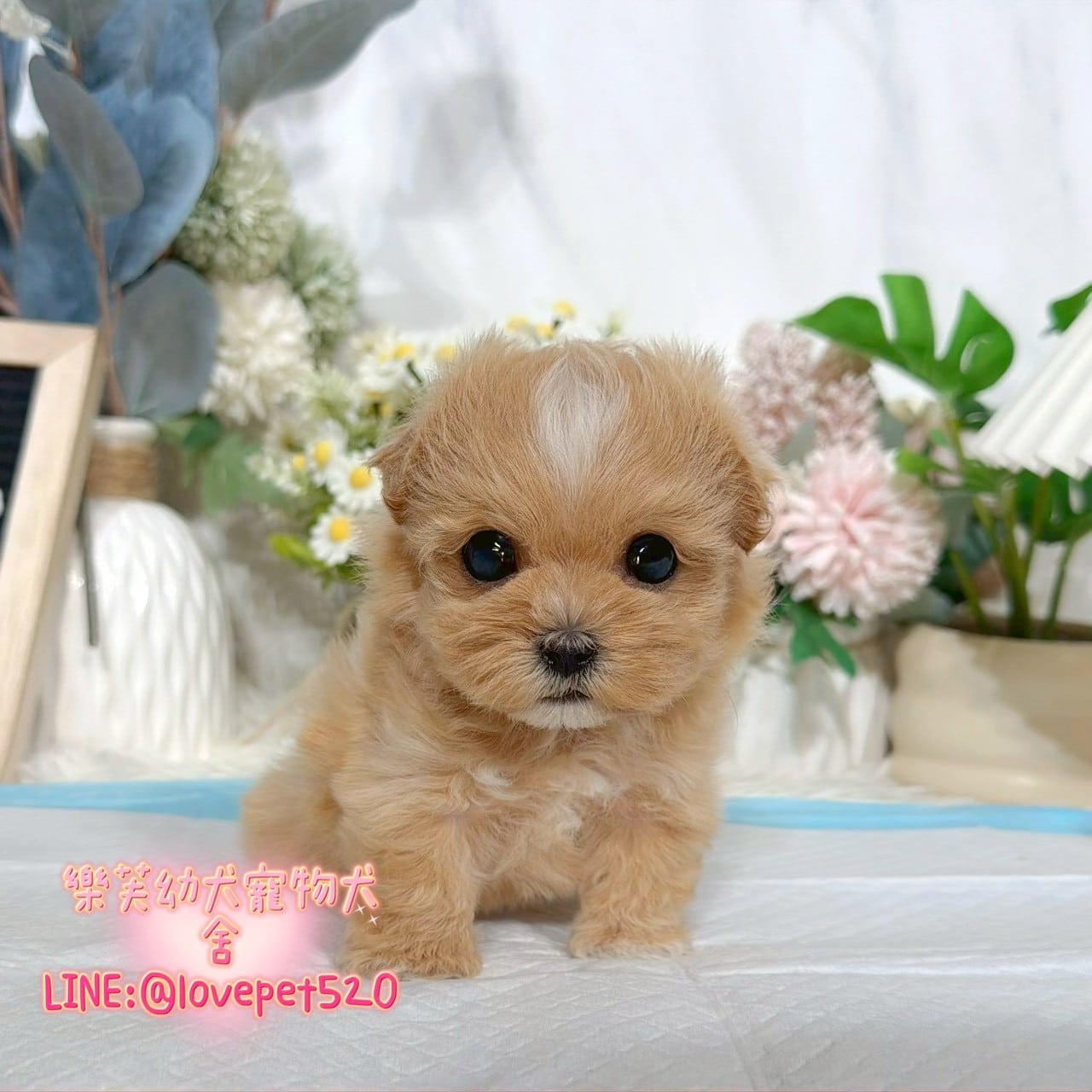 馬爾泰迪-樂芙幼犬寵物犬舍