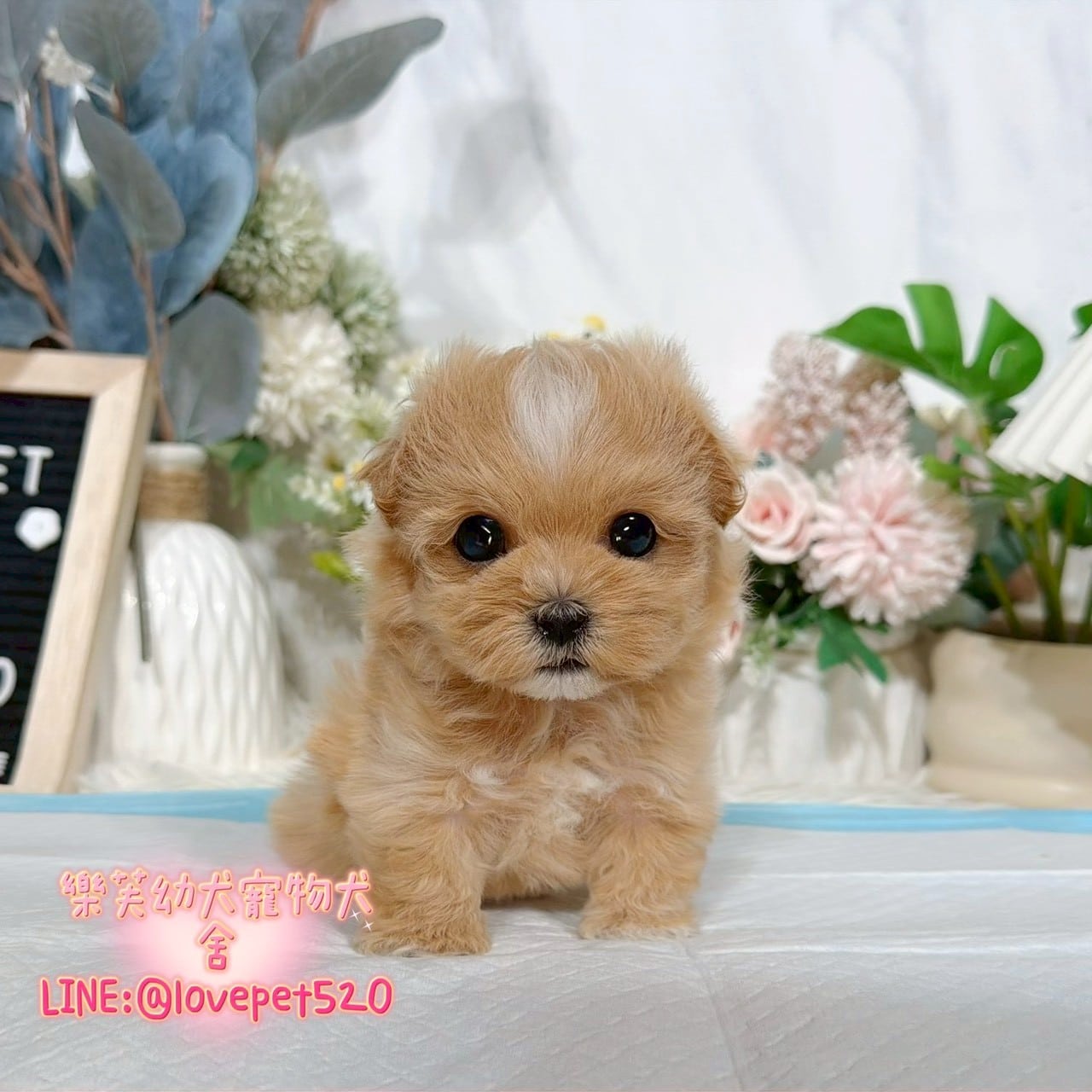 馬爾泰迪-樂芙幼犬寵物犬舍