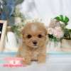 馬爾泰迪-樂芙幼犬寵物犬舍