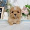 馬爾泰迪-樂芙幼犬寵物犬舍