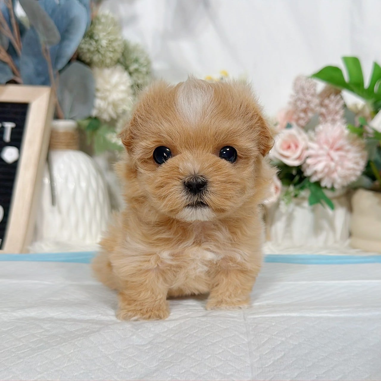 馬爾泰迪-樂芙幼犬寵物犬舍