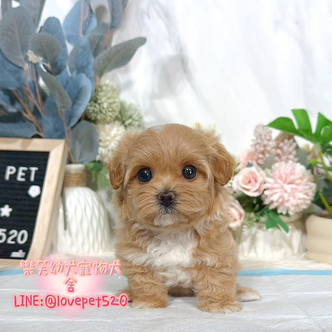 馬爾泰迪-樂芙幼犬寵物犬舍