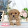 馬爾泰迪-樂芙幼犬寵物犬舍