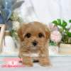 馬爾泰迪-樂芙幼犬寵物犬舍