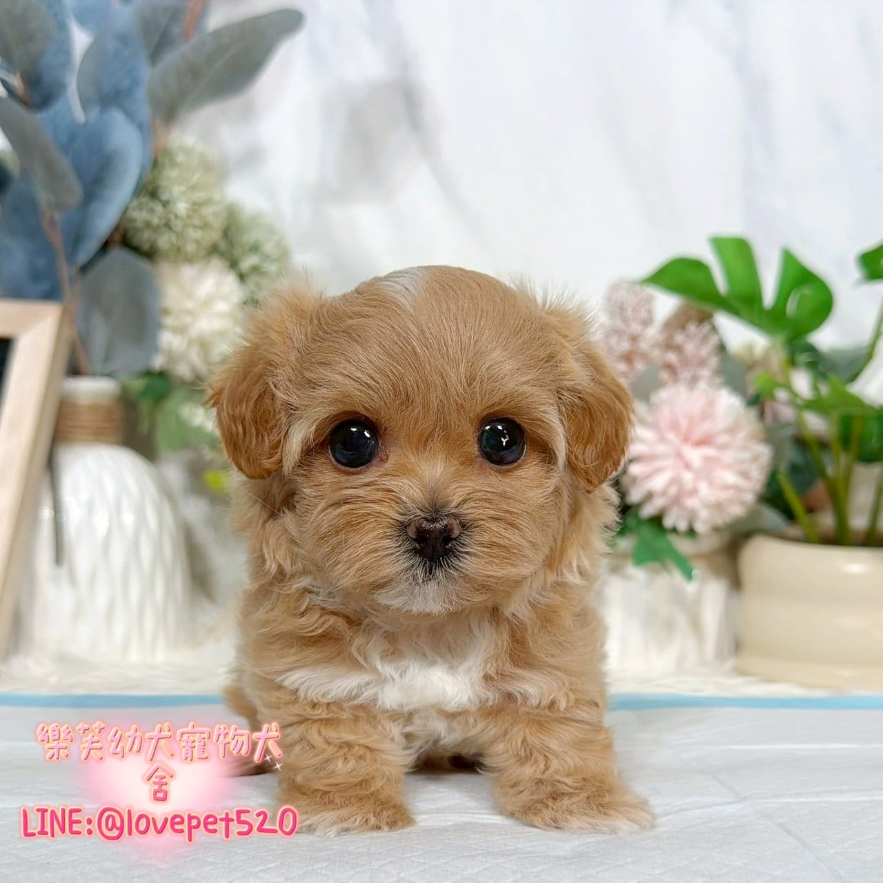 馬爾泰迪-樂芙幼犬寵物犬舍