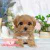 馬爾泰迪-樂芙幼犬寵物犬舍