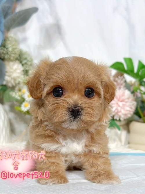 馬爾泰迪-樂芙幼犬寵物犬舍 馬爾泰迪-樂芙幼犬寵物犬舍