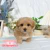 馬爾泰迪-樂芙幼犬寵物犬舍