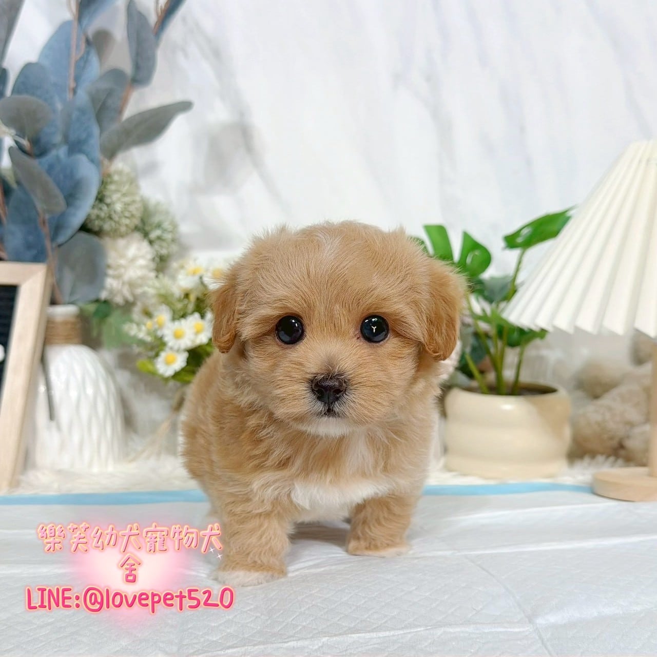馬爾泰迪-樂芙幼犬寵物犬舍