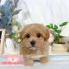 馬爾泰迪-樂芙幼犬寵物犬舍