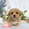 馬爾泰迪-樂芙幼犬寵物犬舍