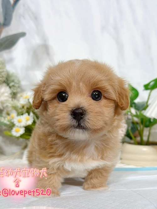 馬爾泰迪-樂芙幼犬寵物犬舍 馬爾泰迪-樂芙幼犬寵物犬舍