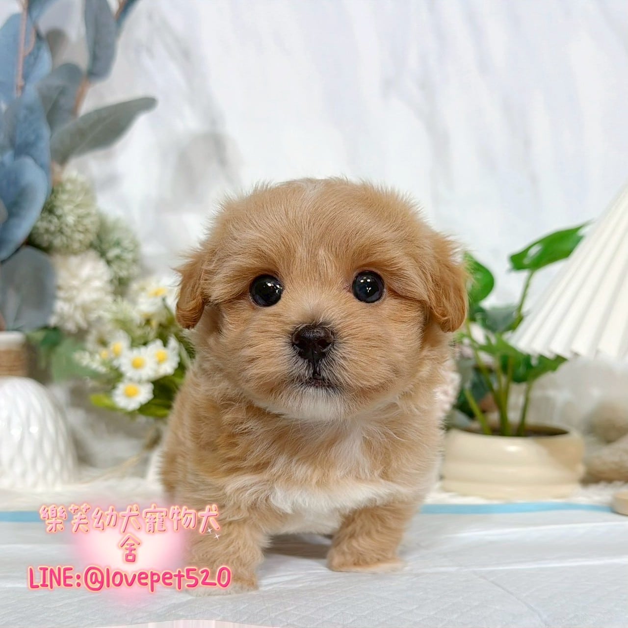 馬爾泰迪-樂芙幼犬寵物犬舍