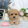 馬爾泰迪-樂芙幼犬寵物犬舍