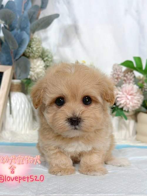 馬爾泰迪-樂芙幼犬寵物犬舍 馬爾泰迪-樂芙幼犬寵物犬舍