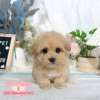 馬爾泰迪-樂芙幼犬寵物犬舍