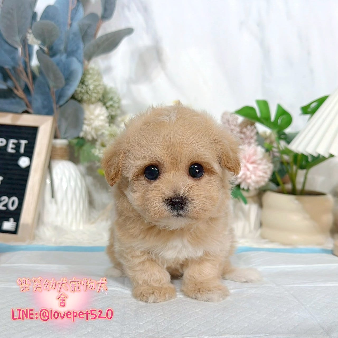 馬爾泰迪-樂芙幼犬寵物犬舍