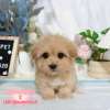 馬爾泰迪-樂芙幼犬寵物犬舍