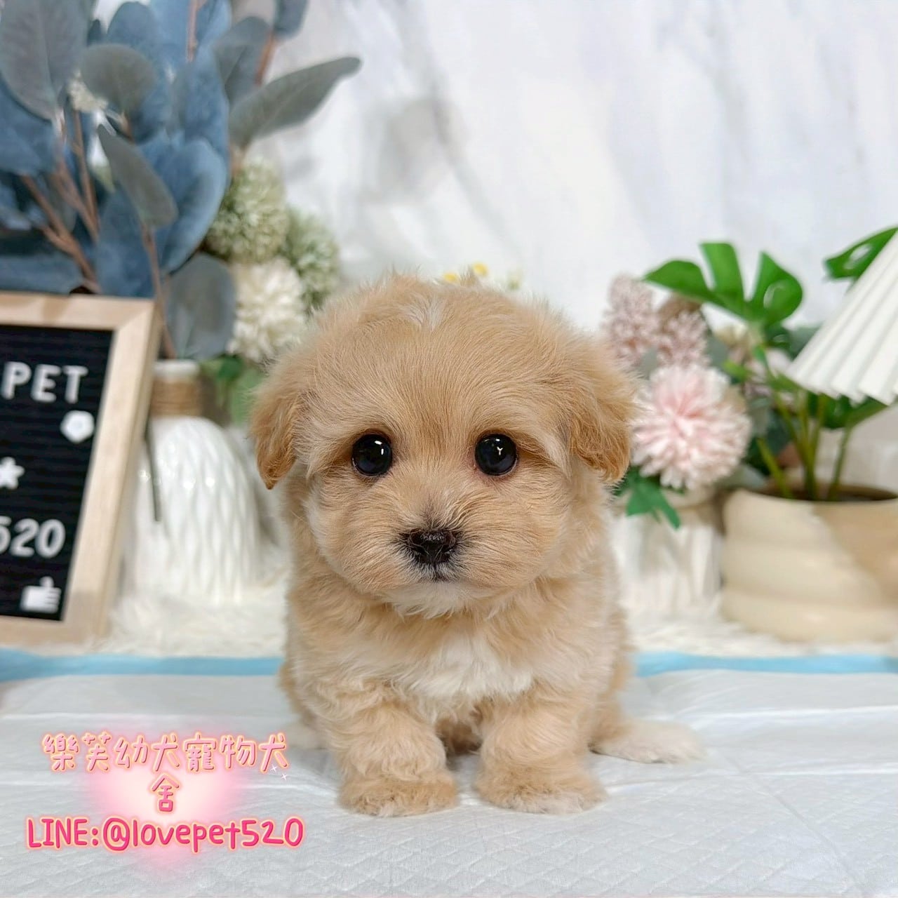 馬爾泰迪-樂芙幼犬寵物犬舍