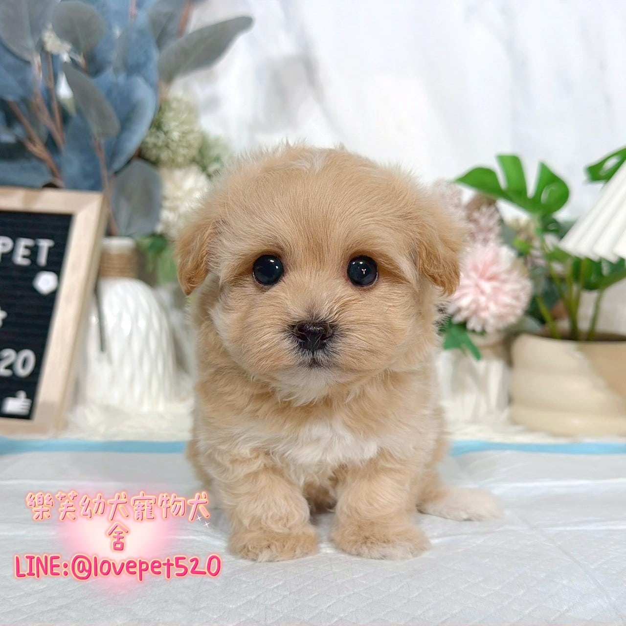 馬爾泰迪-樂芙幼犬寵物犬舍