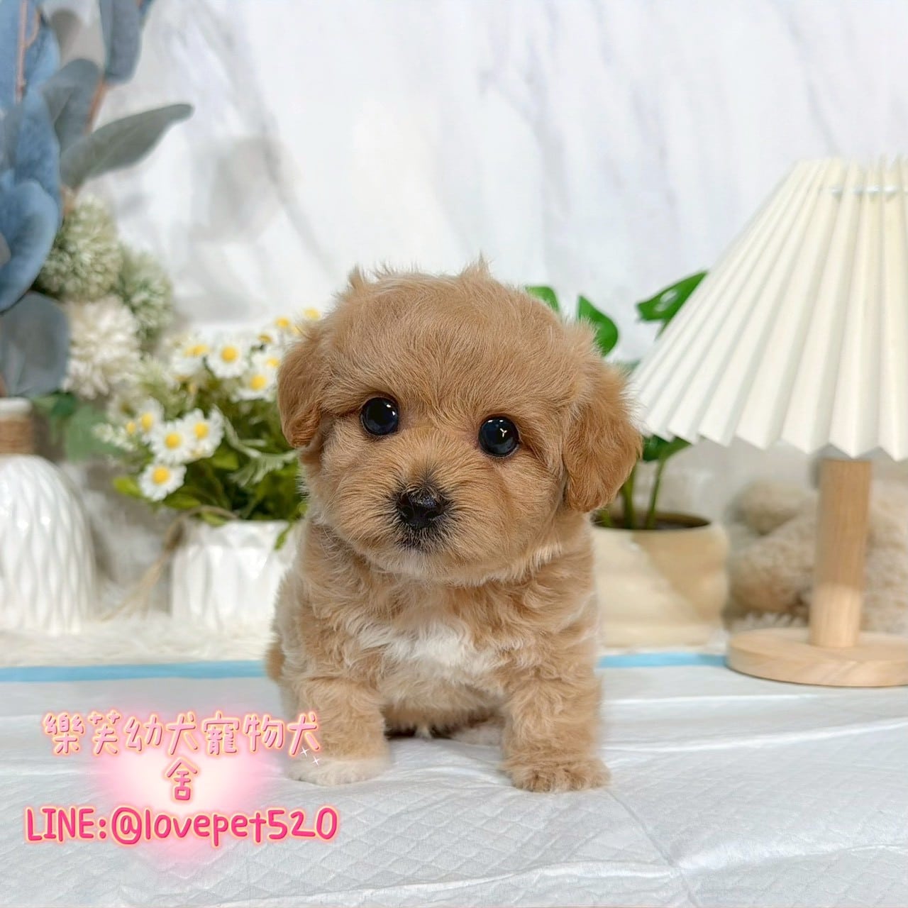 馬爾泰迪-樂芙幼犬寵物犬舍
