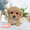 馬爾泰迪-樂芙幼犬寵物犬舍