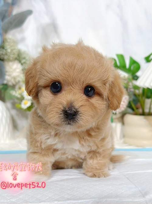 馬爾泰迪-樂芙幼犬寵物犬舍 馬爾泰迪-樂芙幼犬寵物犬舍