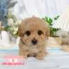 馬爾泰迪-樂芙幼犬寵物犬舍