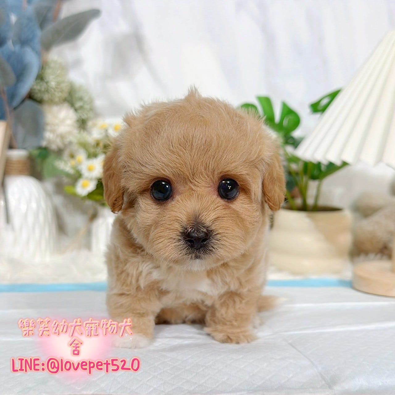 馬爾泰迪-樂芙幼犬寵物犬舍