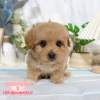 馬爾泰迪-樂芙幼犬寵物犬舍