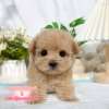 馬爾泰迪-樂芙幼犬寵物犬舍